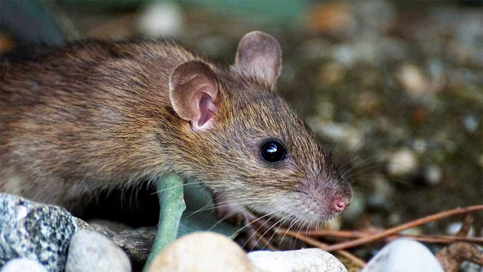 how-do-i-get-rid-of-roof-rats